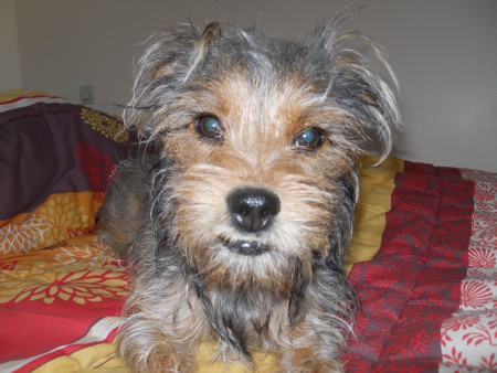 Voici mon chien quand il avait 1 ans et 7 mois (2012)
